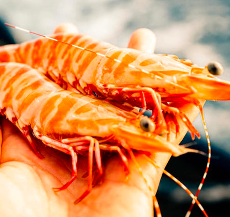 Buy Prawns Online | Delivered Frozen Fresh | Skull Island